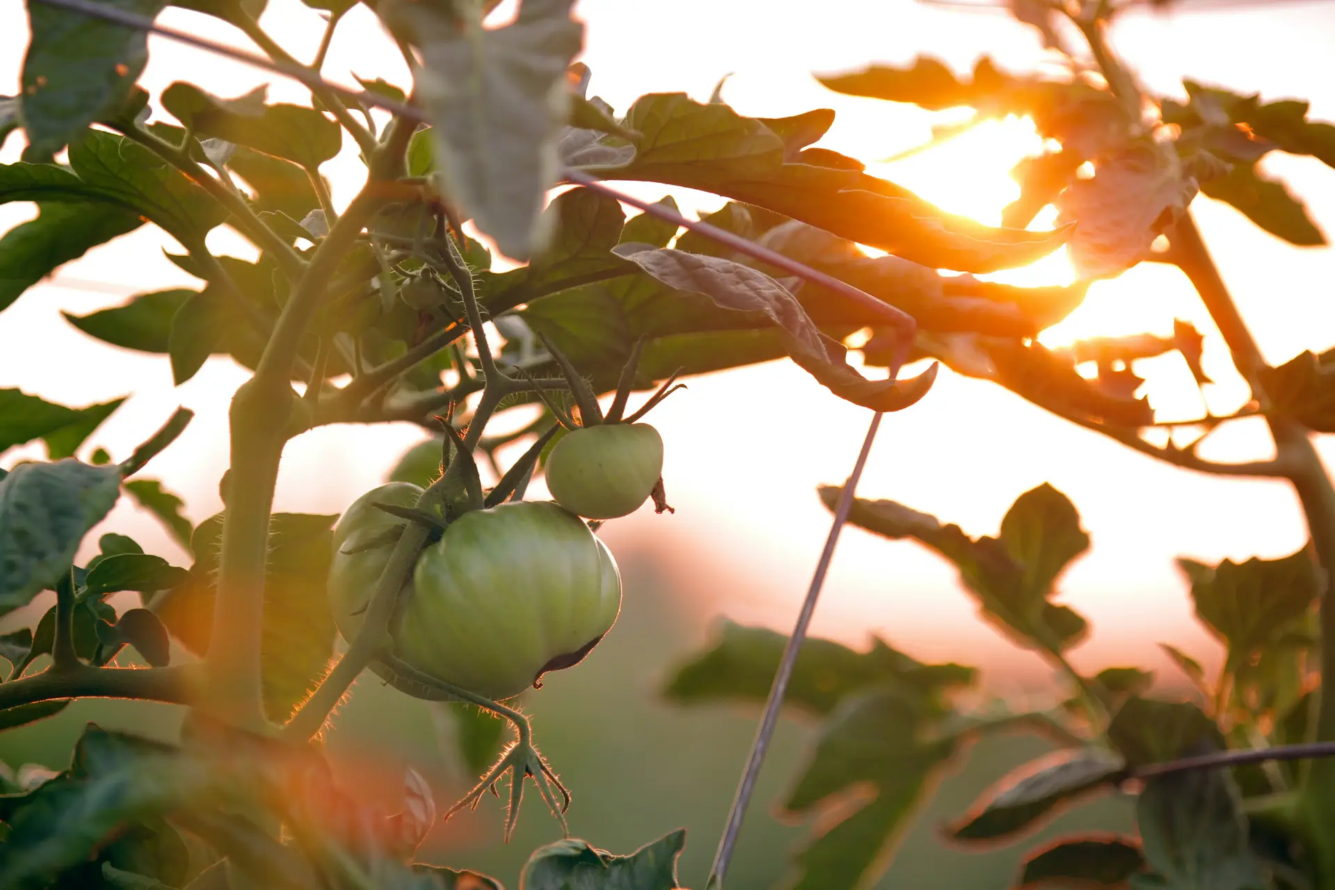 The benefits of growing your own food in a home garden