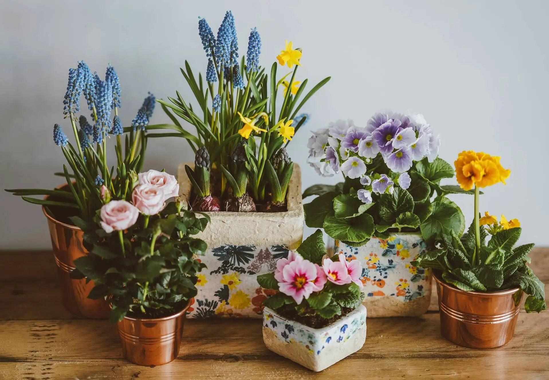 The Best Indoor Plants for Beginners