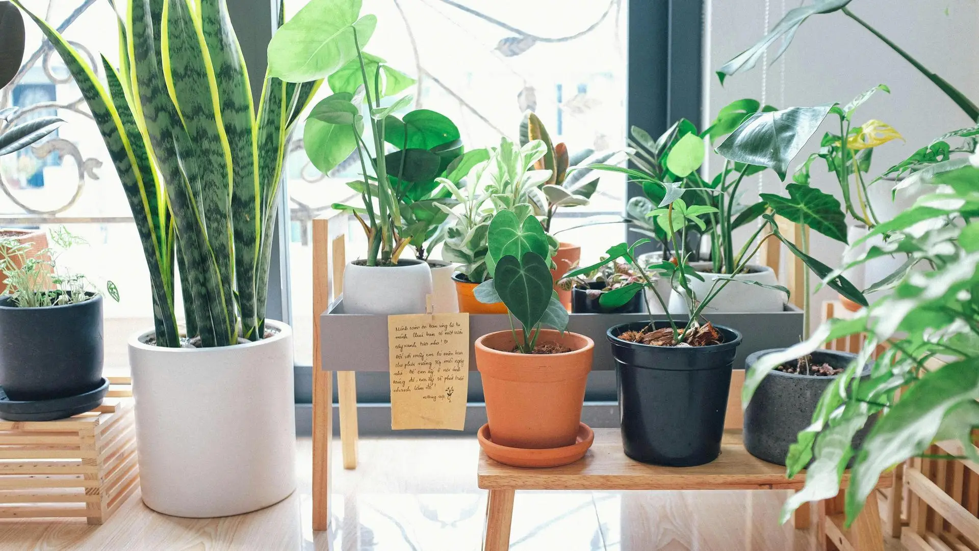 The best plants for an indoor garden