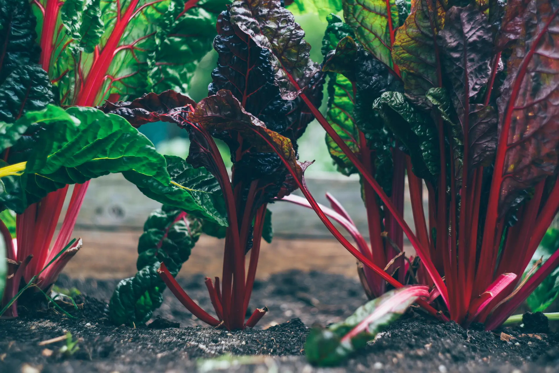 Fresh bio organic chard at raised bed for urban gardening.