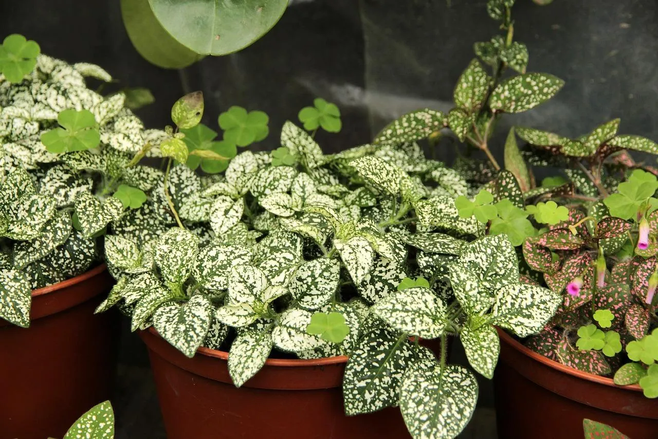 How to create a sustainable garden
